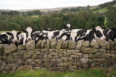Cows and wall